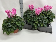 Cyclamen Super Serie Xl 15Ø 36cm