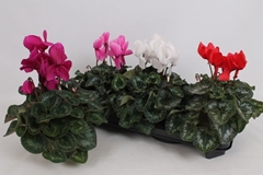 Cyclamen Super Serie Leopardo 13Ø 35cm