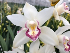 Cymbidium Mini Angel Sue 40cm