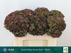 Hydrangea Sweet Ruby Classic 50cm 16-18cm Hd