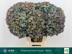 Hydrangea Pimpernel Classic 65cm 19-21cm Hd
