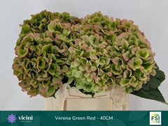 Hydrangea Verena Classic 40cm 14-16cm Hd