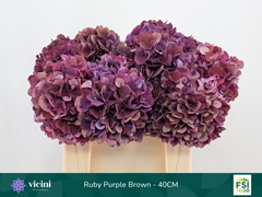 Hydrangea Rubyred 40cm 14-16cm Hd