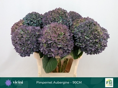 Hydrangea Pimpernel Classic 90cm 23-25cm Hd
