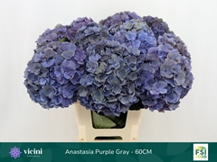 Hydrangea Royal Anastasia Classic 60cm 17-19cm Hd
