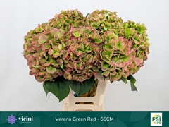 Hydrangea Verena Classic 65cm 19-21cm Hd
