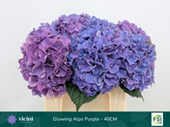 Hydrangea Glowing Alps Purple 40cm 14-16cm Hd