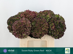 Hydrangea Sweet Ruby Classic 40cm 14-16cm Hd