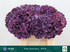 Hydrangea Rubyred Purple 40cm 14-16cm Hd