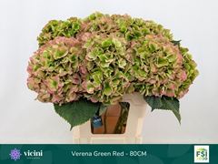 Hydrangea Verena Classic 80cm 20-22cm Hd