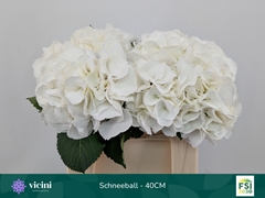 Hydrangea Schneeball 40cm 13-15cm Hd