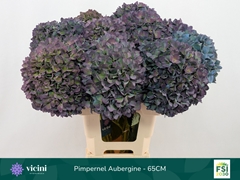 Hydrangea Pimpernel Classic 65cm 19-21cm Hd
