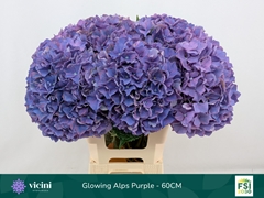 Hydrangea Glowing Alps Purple 60cm 18-20cm Hd