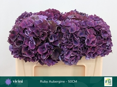 Hydrangea Rubyred Purple 50cm 16-18cm Hd
