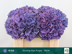Hydrangea Glowing Alps Purple 50cm 16-18cm Hd