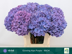 Hydrangea Glowing Alps Purple 80cm 20-22cm Hd