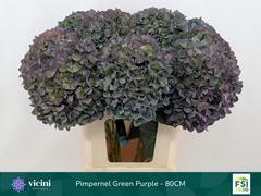 Hydrangea Pimpernel Classic 80cm 21-23cm Hd