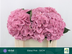 Hydrangea Elbtal Pink 50cm 16-18cm Hd
