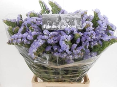 Limonium Sinuatum Mermaid Wings 65cm 35gr.