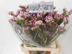 Limonium Sinuatum Pretty Wings 65cm 40gr.