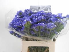 Limonium Sinuatum Midnight Wings 55cm 30gr.