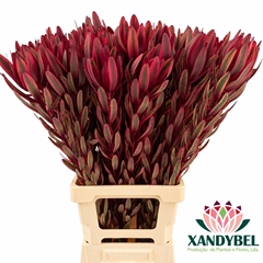 Leucadendron Jester 80cm