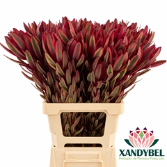 Leucadendron Jester 70cm