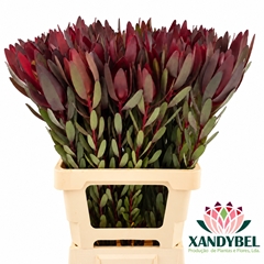 Leucadendron Safari Sunset 70cm