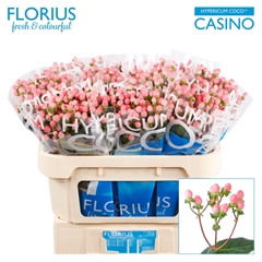 Hypericum Coco Casino 70cm