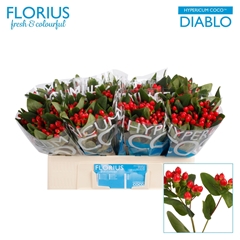 Hypericum Coco Diablo 50cm