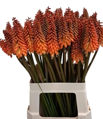 Kniphofia Alcazar 70cm