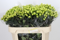 Hypericum Smiley Romance 70cm