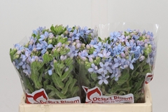 Oxypetalum Tweedia Blue 35cm