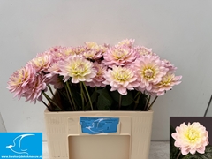 Dahlia Diana's Memory 55cm