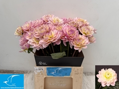 Dahlia Diana's Memory 45cm