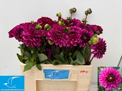 Dahlia Lilac Bull 55cm