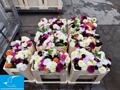 Dahlia Mix Per Bunch 45cm