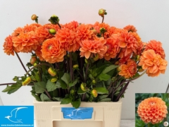 Dahlia Sylvia 65cm