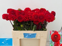 Dahlia Red Cap 60cm