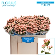 Hypericum Coco Tiamo 50cm