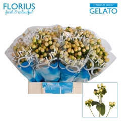 Hypericum Coco Gelato 40cm