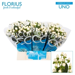 Hypericum Coco Uno 40cm
