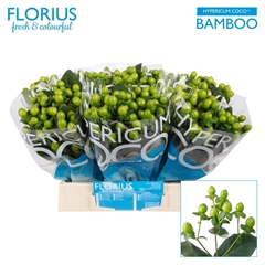 Hypericum Coco Bamboo 40cm