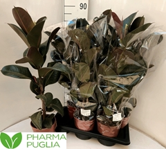 Ficus Robusta 17Ø 75cm