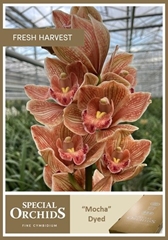 Cymbidium Painted Mocha 50cm