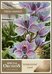 Cymbidium Painted Bubblegum 60cm