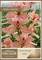 Cymbidium Painted Sunset Mirage 70cm