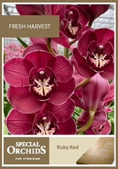 Cymbidium Ruby Red 80cm