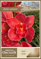 Cymbidium Painted Red 50cm
