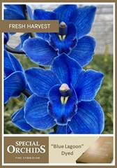 Cymbidium Painted Blue Lagoon 50cm